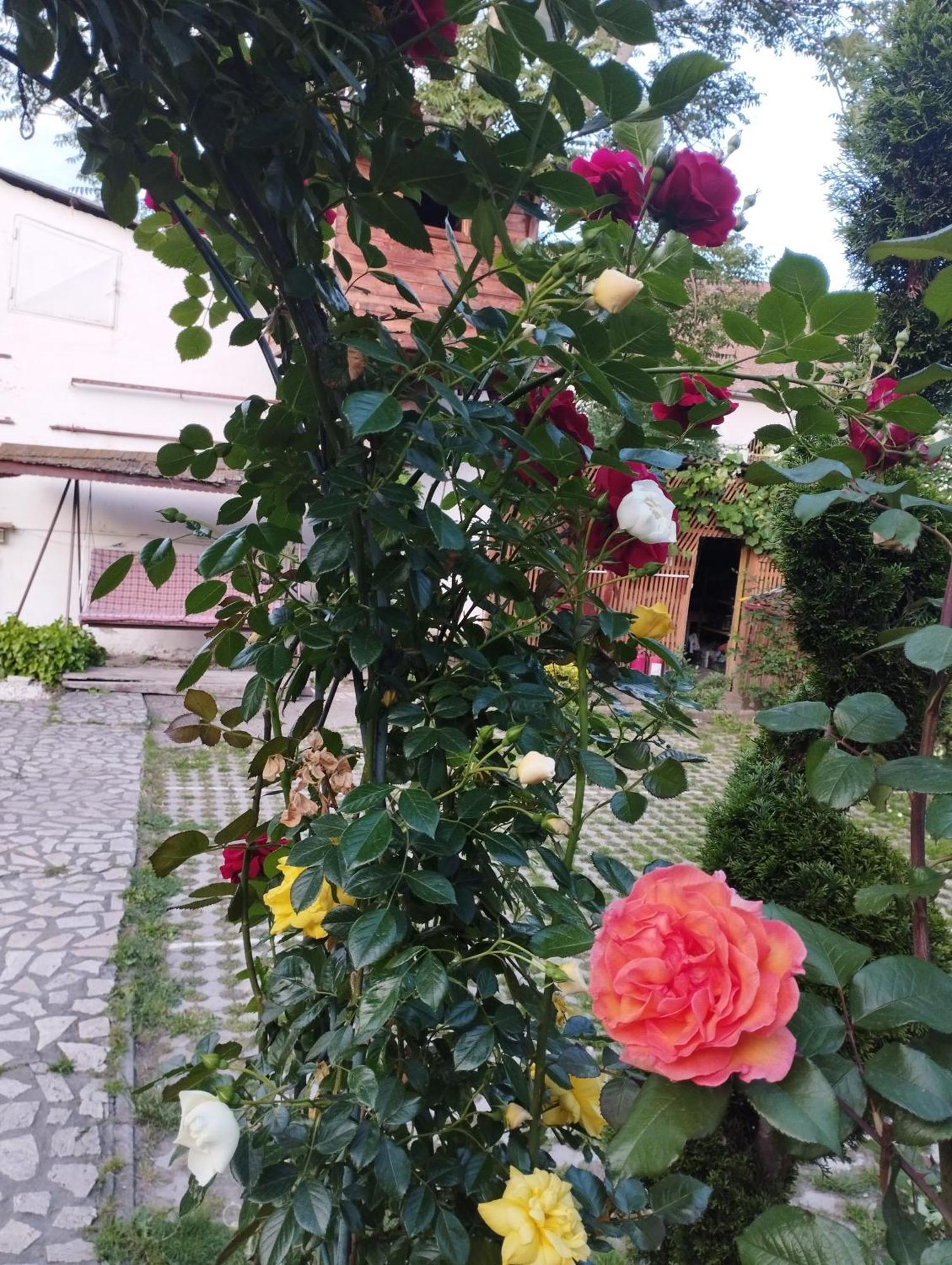 Pensiunea Sub Cetate Deva Esterno foto